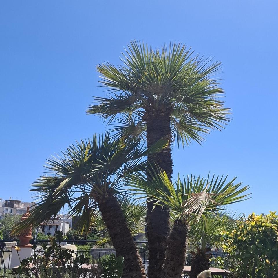 Hotel Villa Verde Forio di Ischia Kültér fotó
